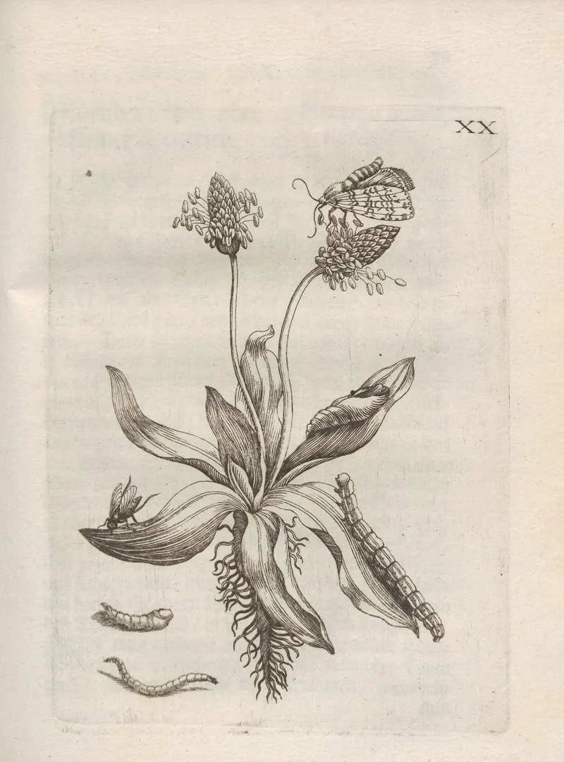 Der Raupen Wunderbare Verwandelung Und Sonderbare Blumen Nahrung Pl 071