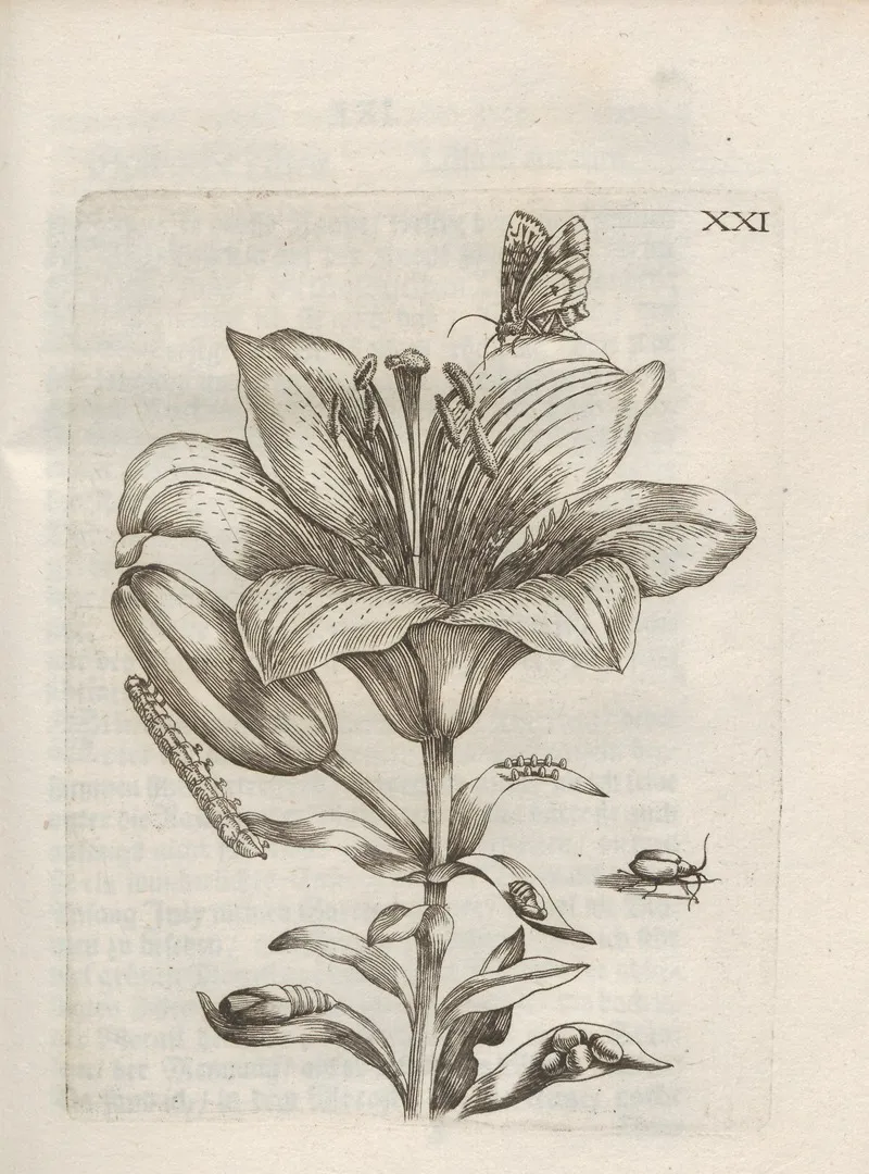 Der Raupen Wunderbare Verwandelung Und Sonderbare Blumen Nahrung Pl 072