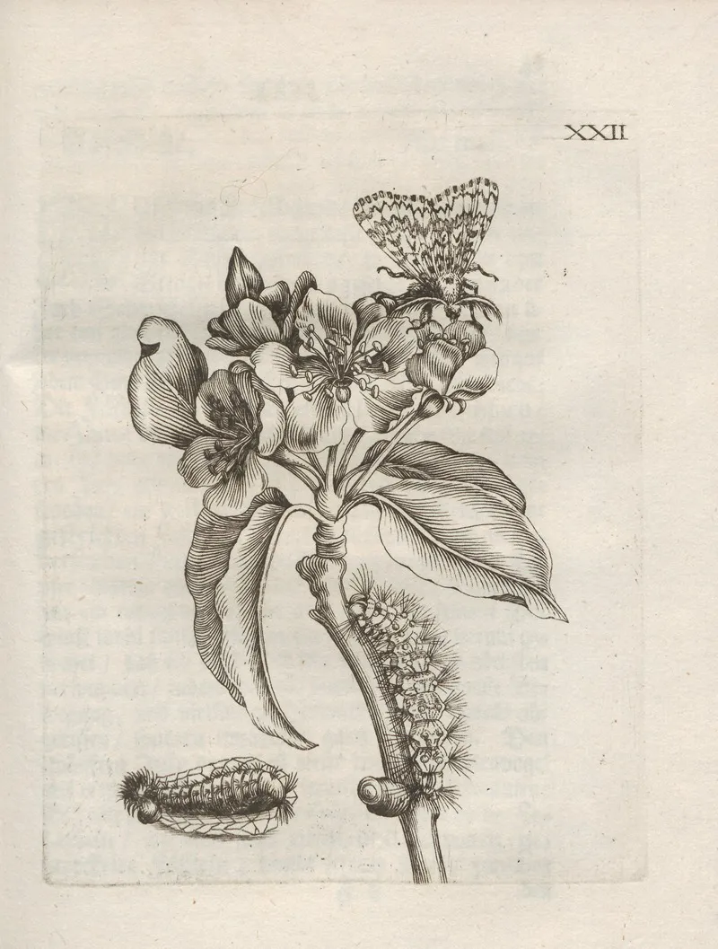 Der Raupen Wunderbare Verwandelung Und Sonderbare Blumen Nahrung Pl 073