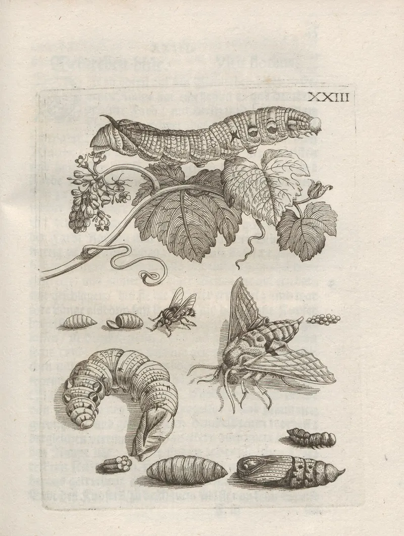 Der Raupen Wunderbare Verwandelung Und Sonderbare Blumen Nahrung Pl 074 by Maria Sibylla Merian - Canvas Print