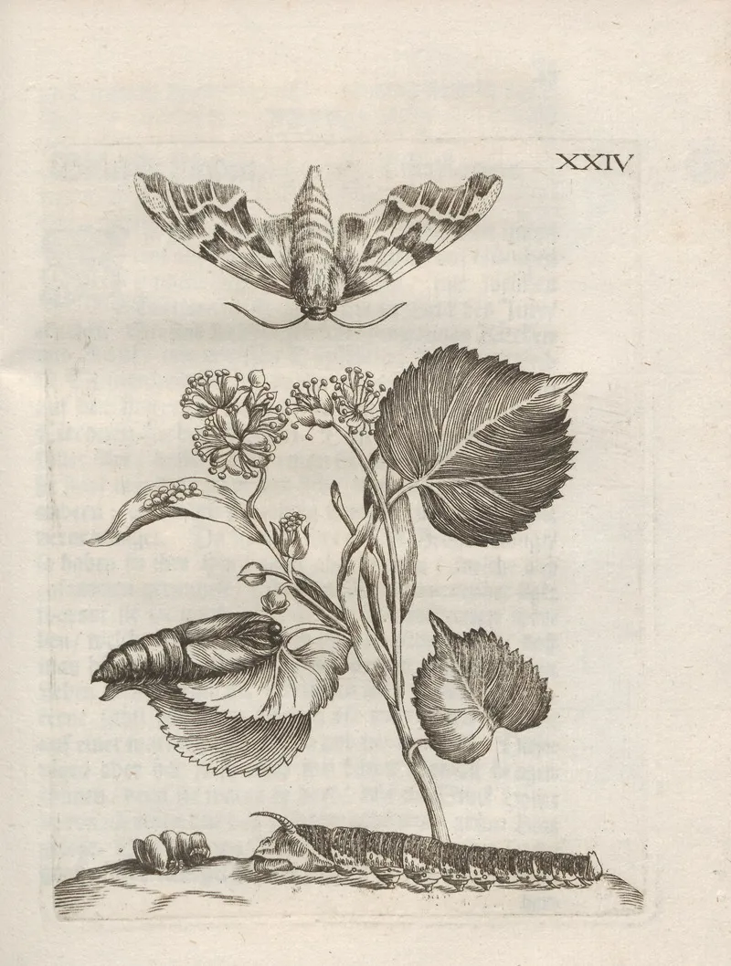 Der Raupen Wunderbare Verwandelung Und Sonderbare Blumen Nahrung Pl 075 by Maria Sibylla Merian - Canvas Print