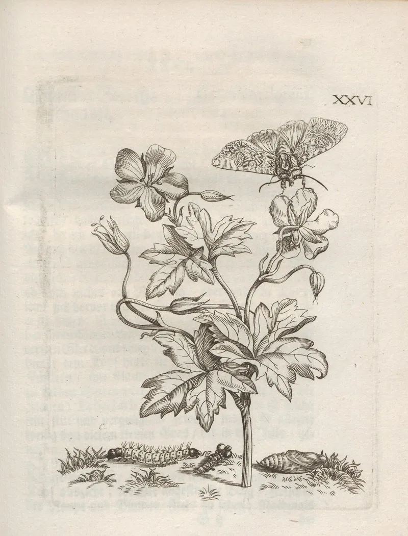 Der Raupen Wunderbare Verwandelung Und Sonderbare Blumen Nahrung Pl 077