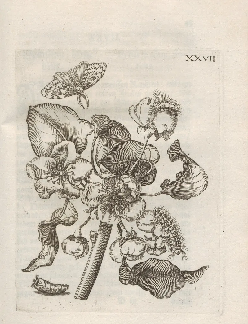 Der Raupen Wunderbare Verwandelung Und Sonderbare Blumen Nahrung Pl 078