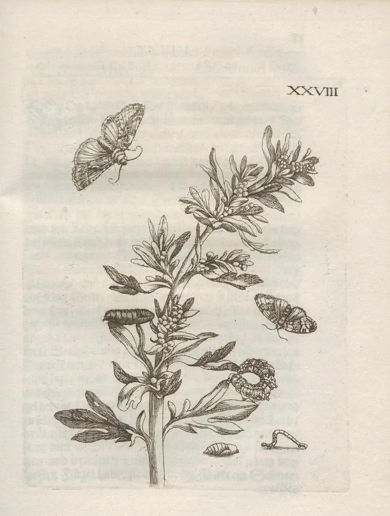 Der Raupen Wunderbare Verwandelung Und Sonderbare Blumen Nahrung Pl 079