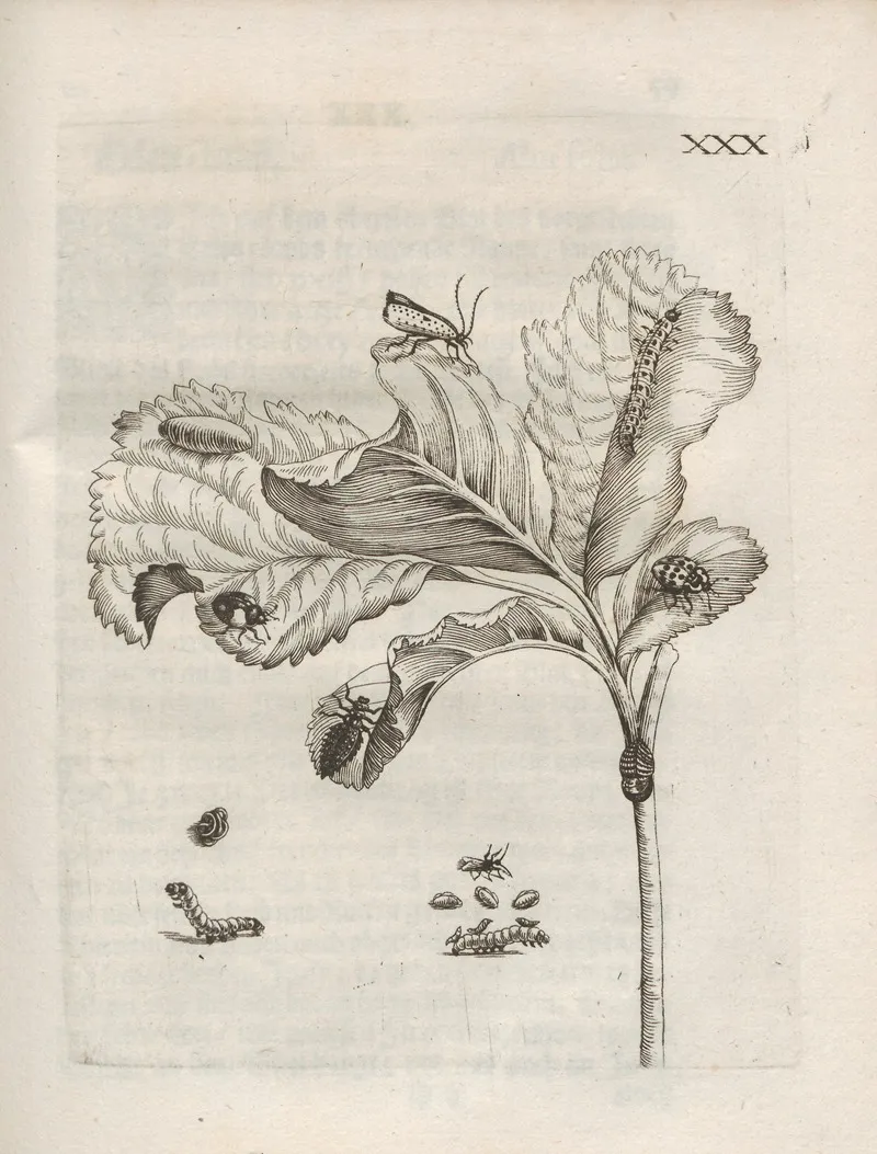 Der Raupen Wunderbare Verwandelung Und Sonderbare Blumen Nahrung Pl 081