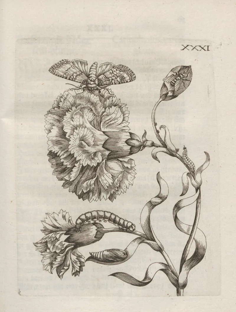 Der Raupen Wunderbare Verwandelung Und Sonderbare Blumen Nahrung Pl 082