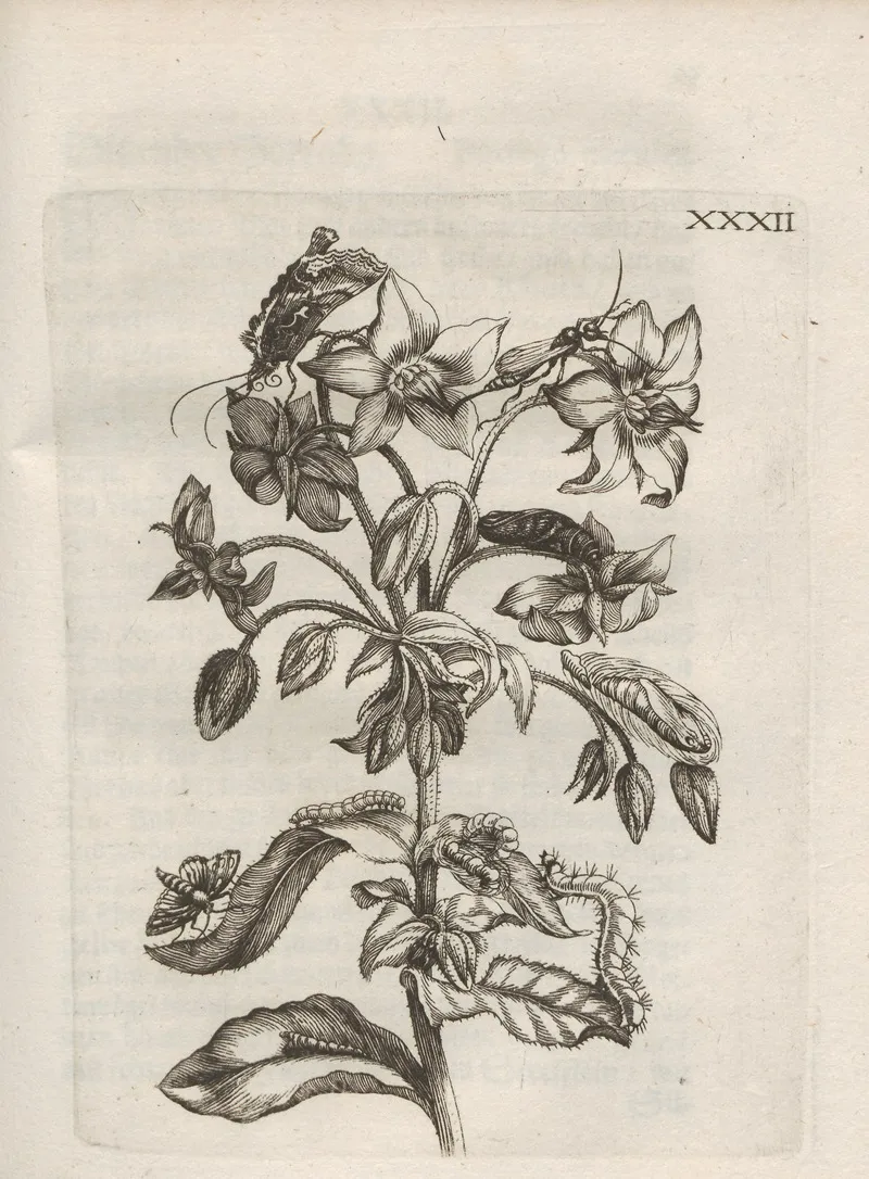 Der Raupen Wunderbare Verwandelung Und Sonderbare Blumen Nahrung Pl 083
