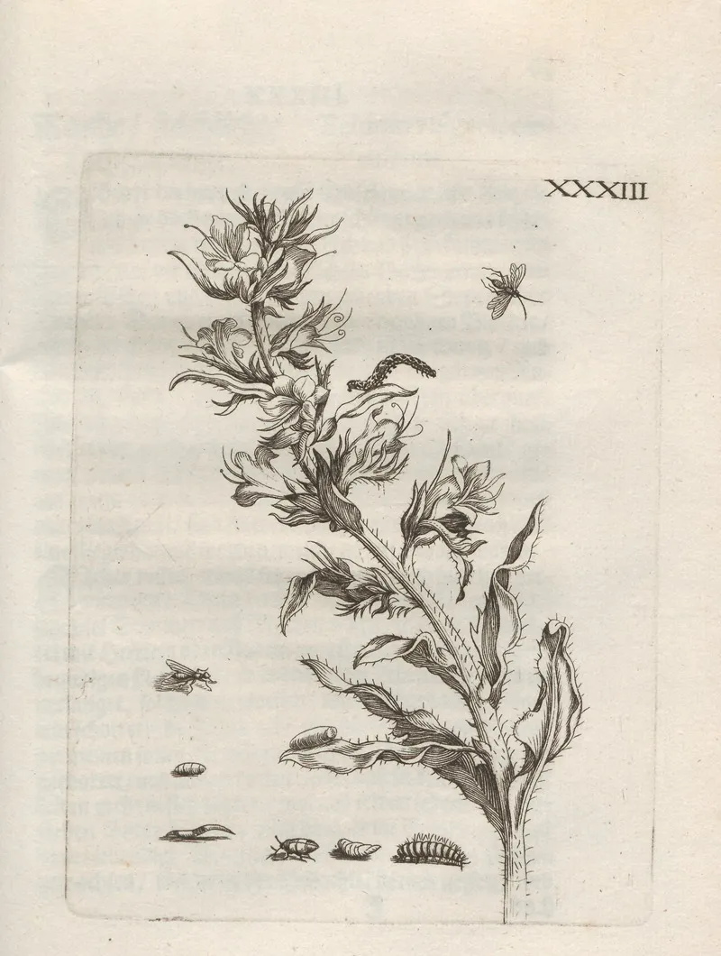 Der Raupen Wunderbare Verwandelung Und Sonderbare Blumen Nahrung Pl 084