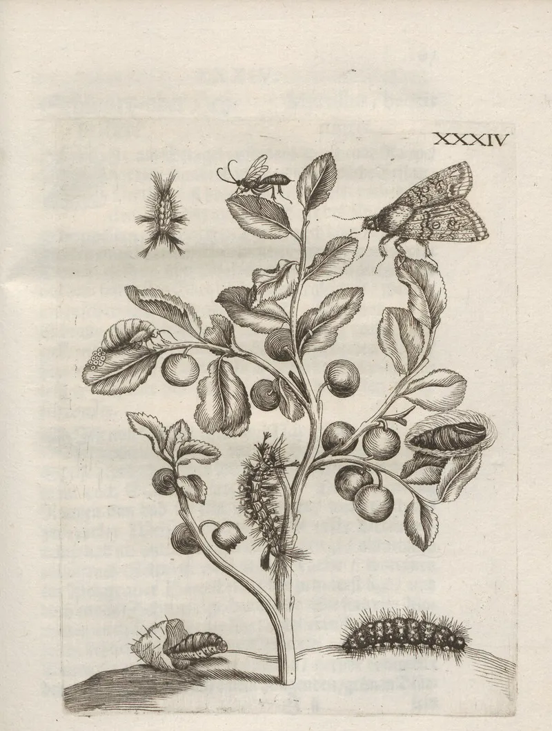Der Raupen Wunderbare Verwandelung Und Sonderbare Blumen Nahrung Pl 085