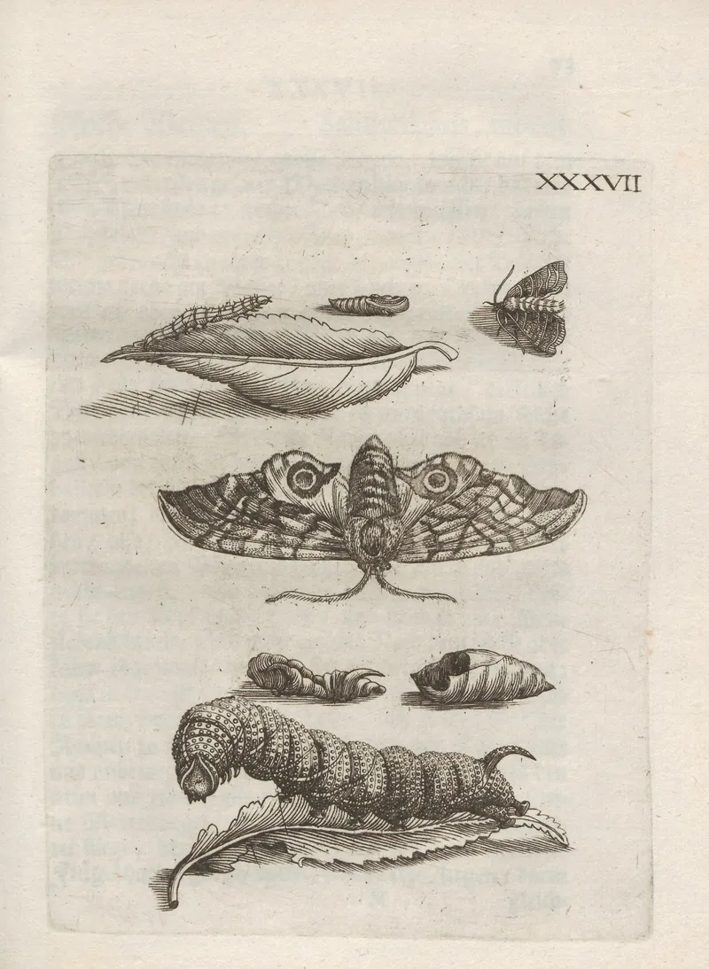 Der Raupen Wunderbare Verwandelung Und Sonderbare Blumen Nahrung Pl 088 by Maria Sibylla Merian - Canvas Print
