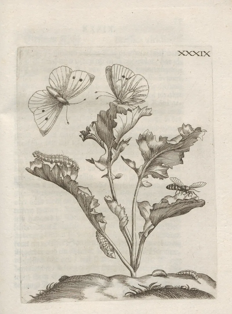 Der Raupen Wunderbare Verwandelung Und Sonderbare Blumen Nahrung Pl 090
