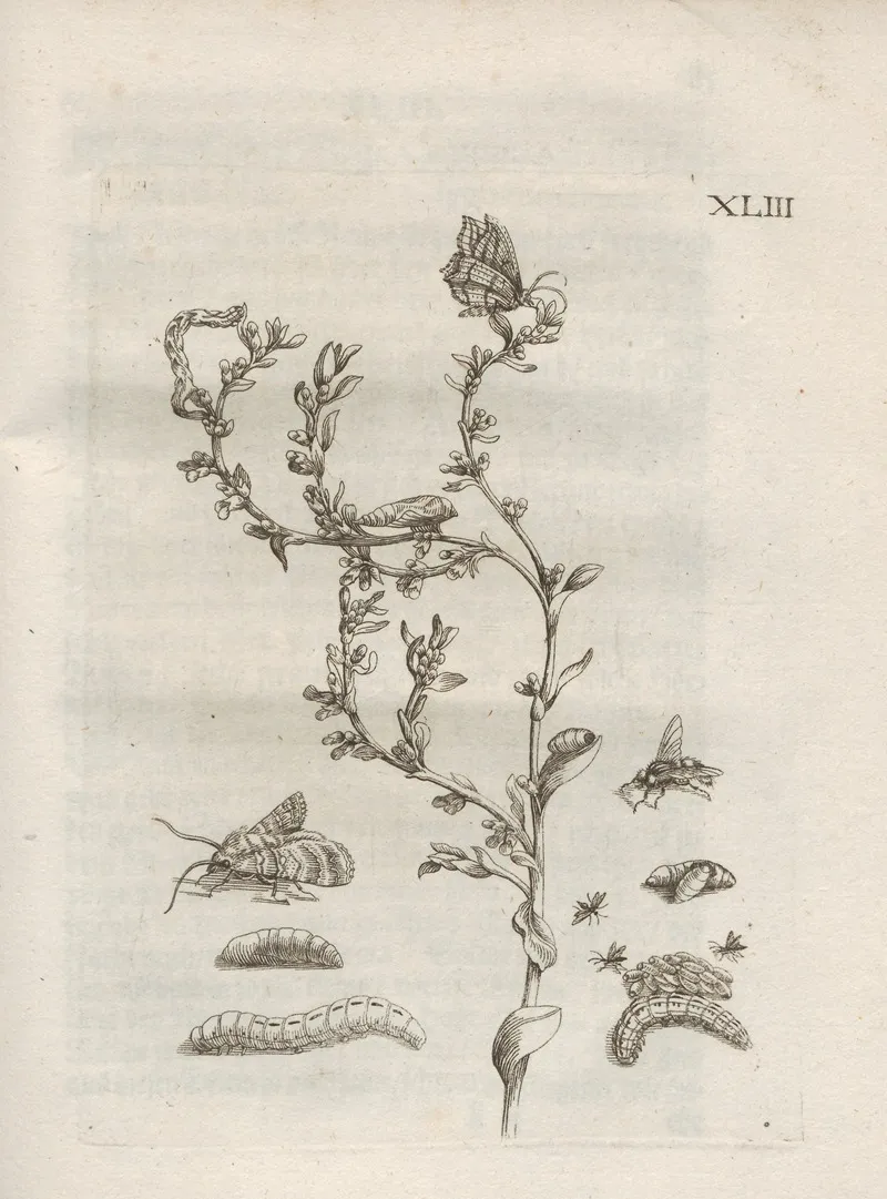 Der Raupen Wunderbare Verwandelung Und Sonderbare Blumen Nahrung Pl 094