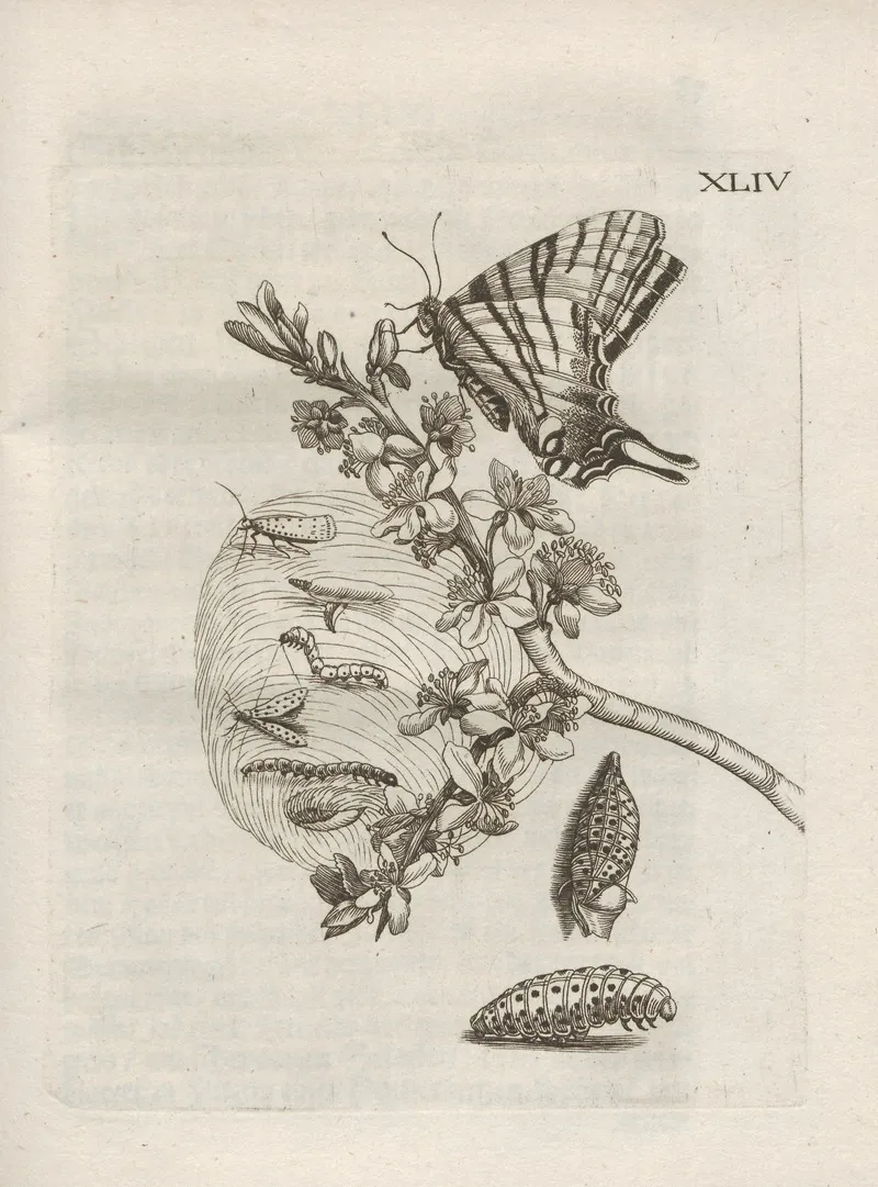 Der Raupen Wunderbare Verwandelung Und Sonderbare Blumen Nahrung Pl 095 by Maria Sibylla Merian - Canvas Print
