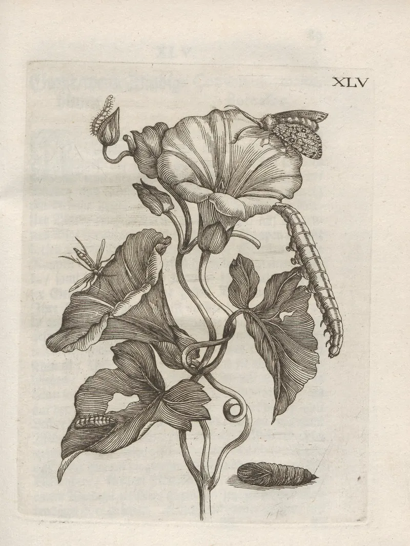 Der Raupen Wunderbare Verwandelung Und Sonderbare Blumen Nahrung Pl 096
