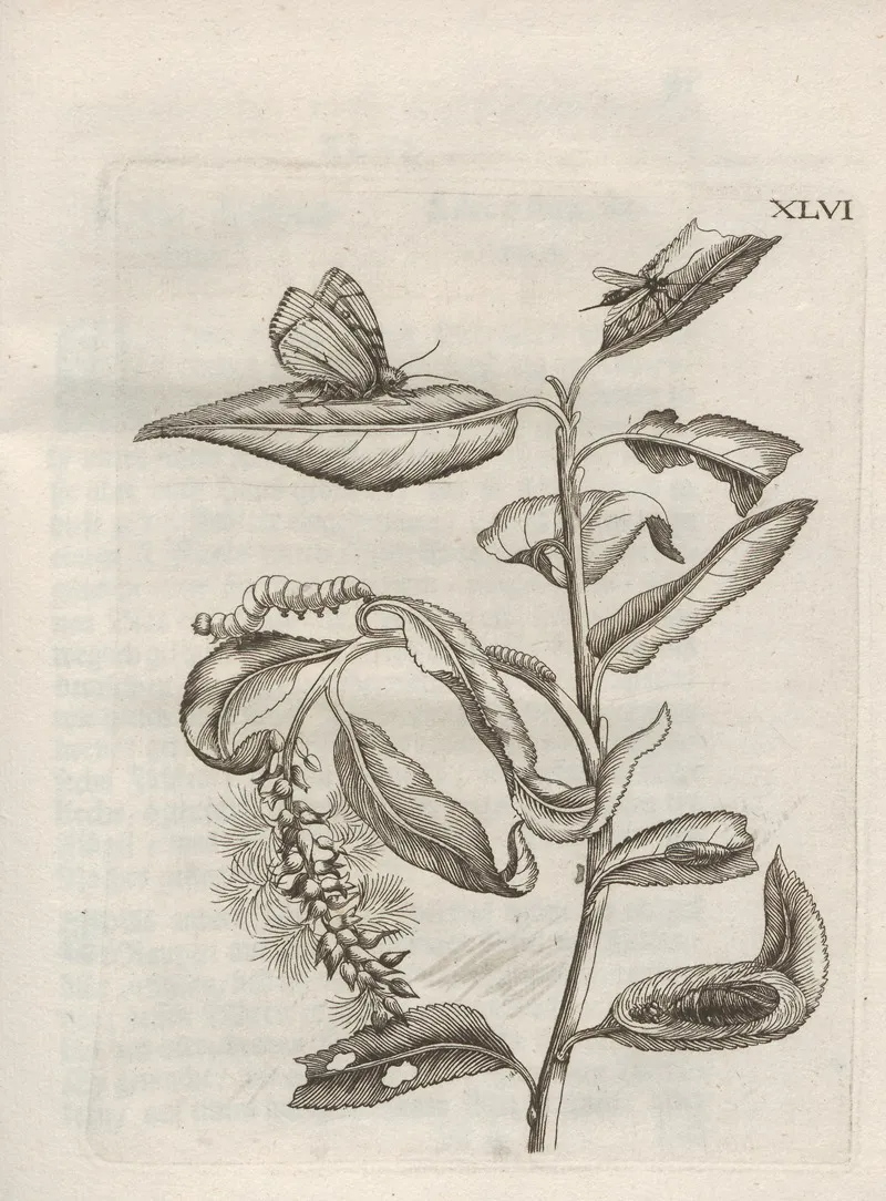Der Raupen Wunderbare Verwandelung Und Sonderbare Blumen Nahrung Pl 097