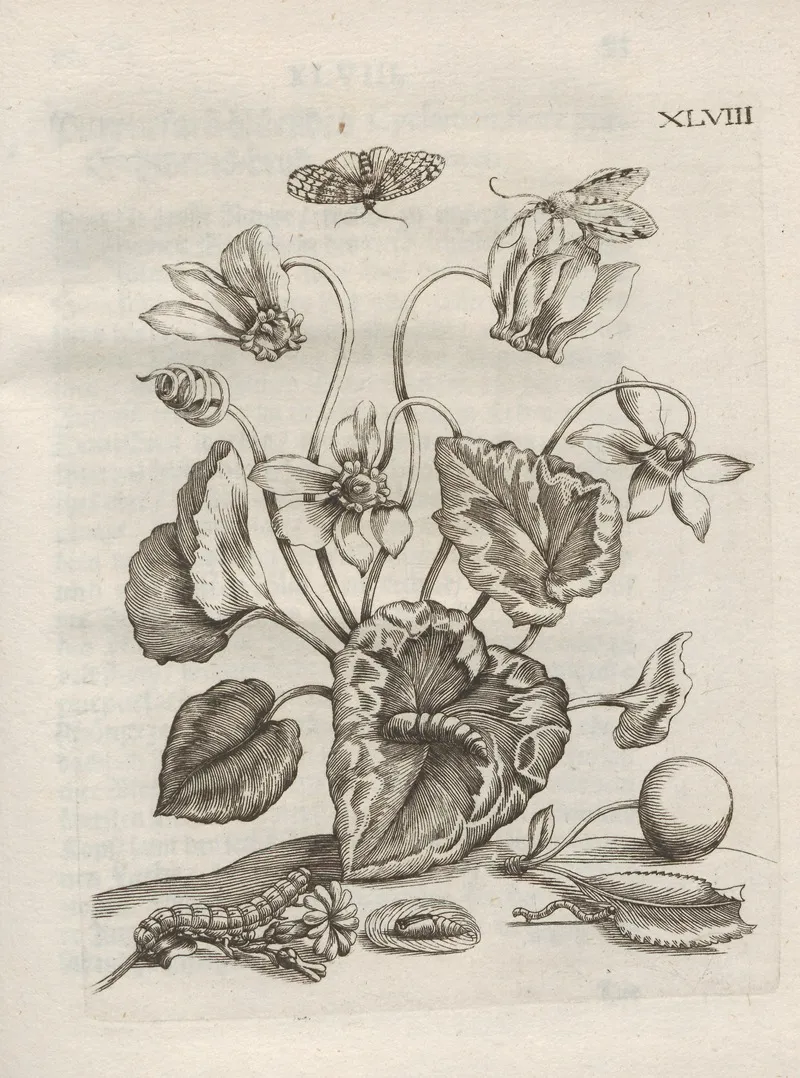 Der Raupen Wunderbare Verwandelung Und Sonderbare Blumen Nahrung Pl 099 by Maria Sibylla Merian - Canvas Print