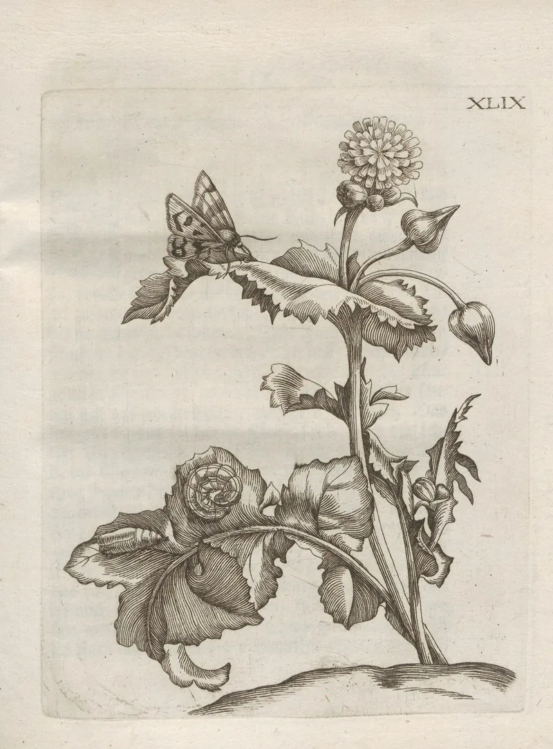 Der Raupen Wunderbare Verwandelung Und Sonderbare Blumen Nahrung Pl 100 by Maria Sibylla Merian - Canvas Print