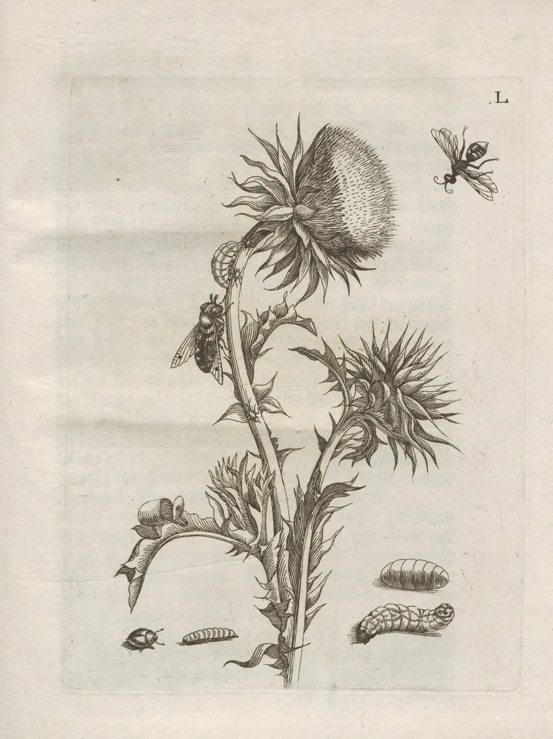 Der Raupen Wunderbare Verwandelung Und Sonderbare Blumen Nahrung Pl 101