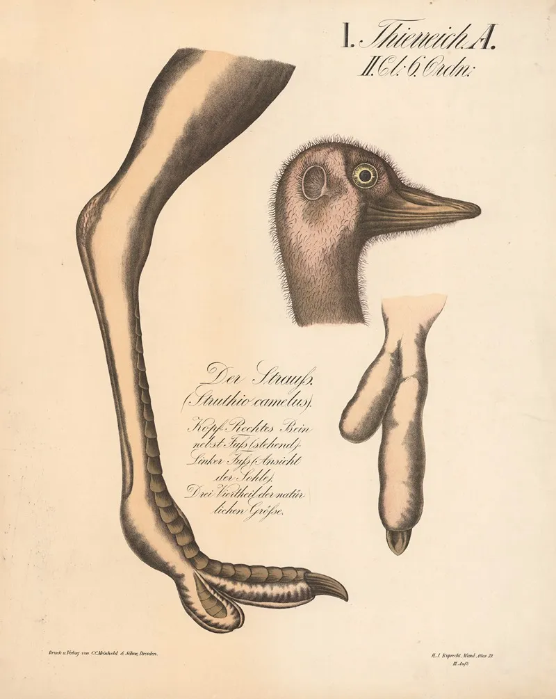 Der Strauss Struthio Camelus