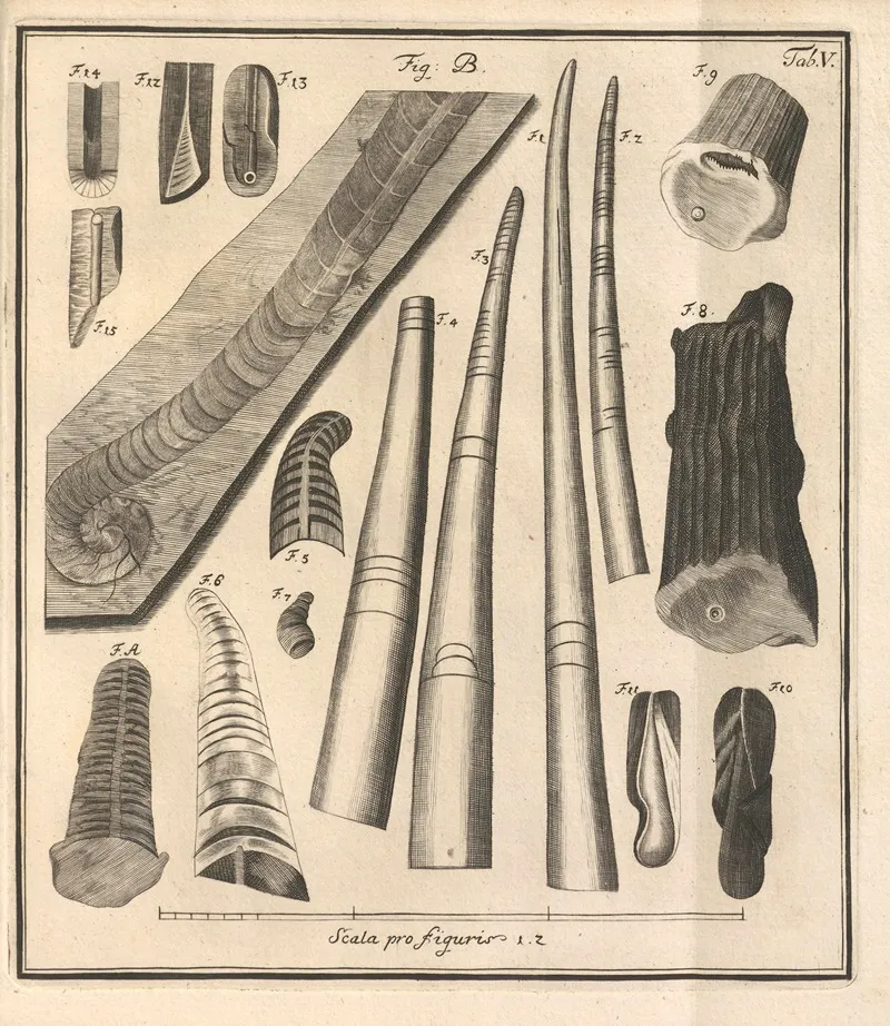 Descriptiones Tubulorum Marinorum Descriptions Of Marine Tubes Pl 04
