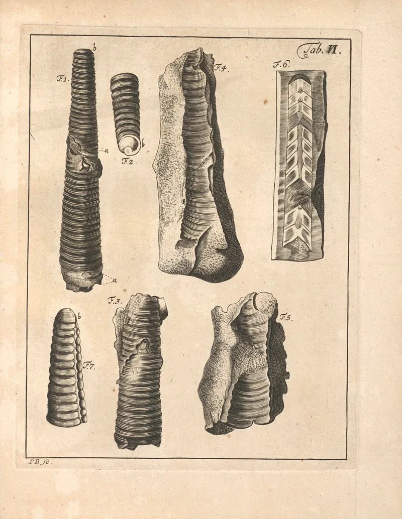 Descriptiones Tubulorum Marinorum Descriptions Of Marine Tubes Pl 05
