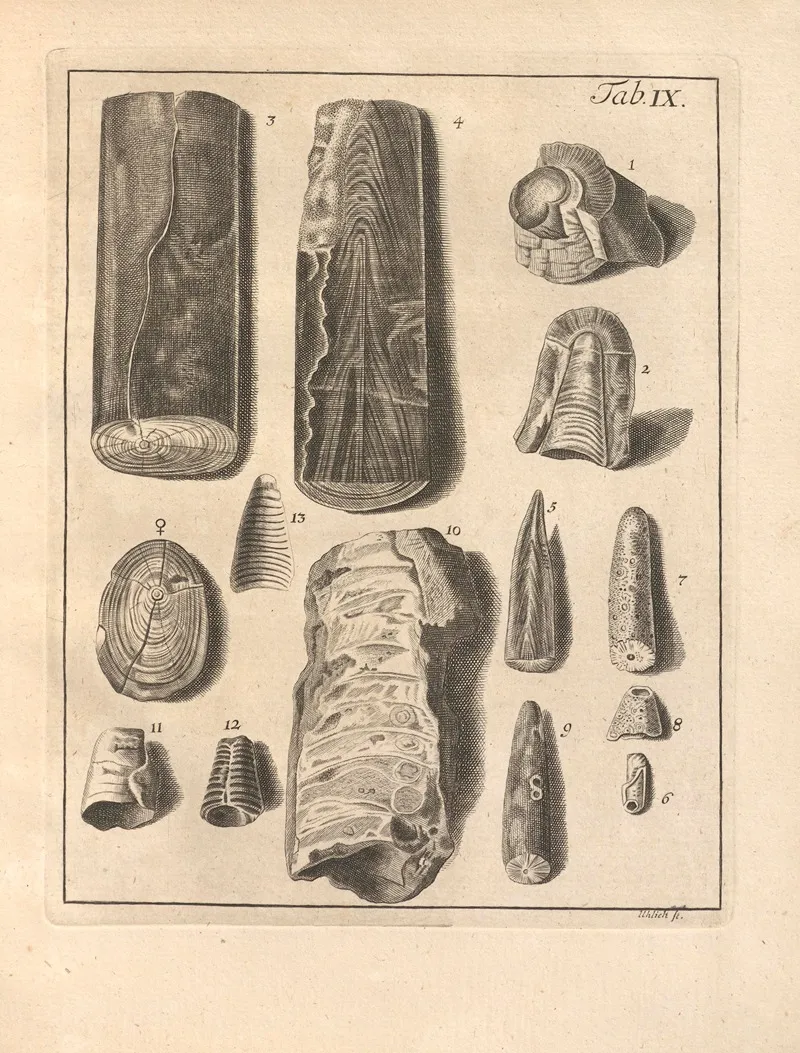 Descriptiones Tubulorum Marinorum Descriptions Of Marine Tubes Pl 08