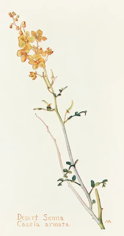 Desert Senna by Margaret Armstrong - Canvas Print