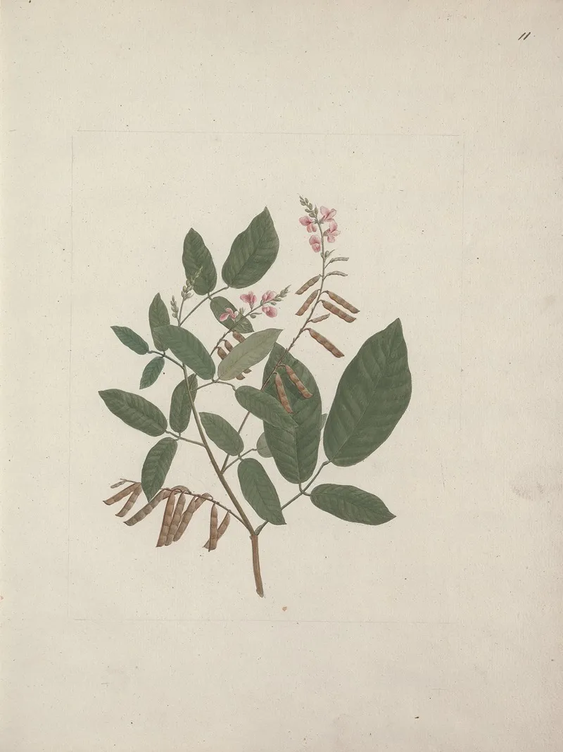 Desmodium Ticktrefoil by Luigi Balugani - Canvas Print