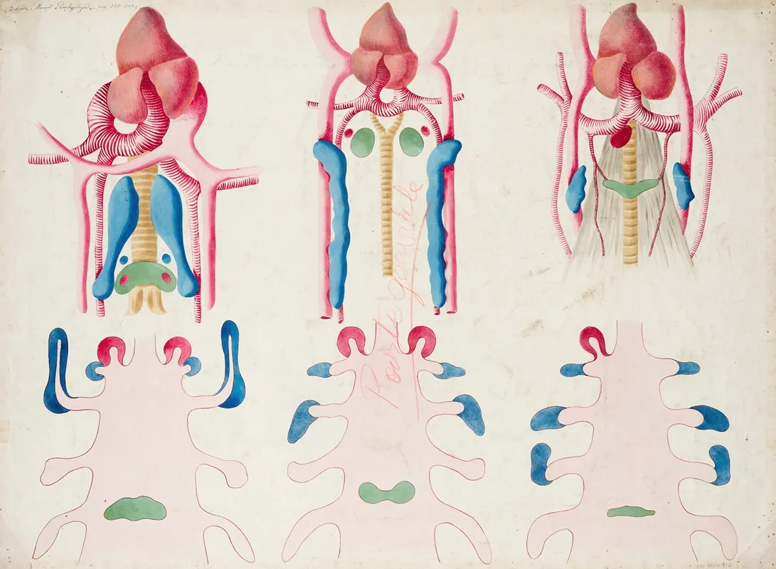 Development Of The Thymus And Thyroid Glands