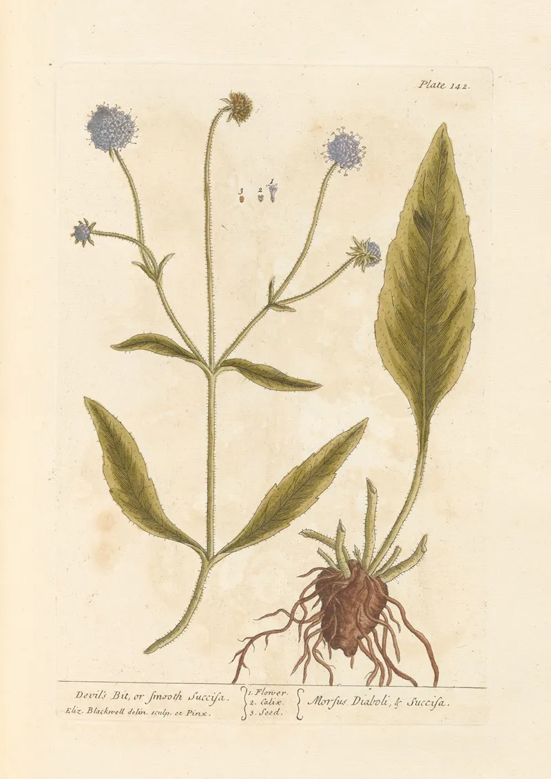 Devils Bit Or Smooth Succisa