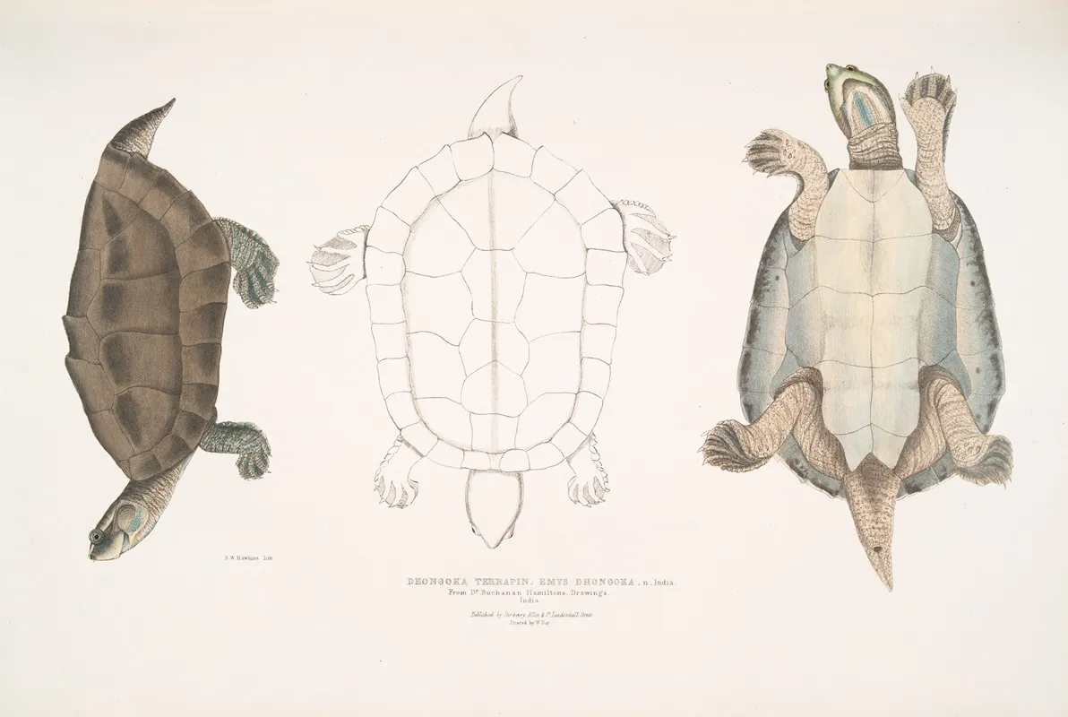 Dhongoka Terrapin Emys Dhongoka