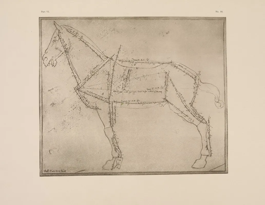 Diagram Of Horse With Lines Of Anatomy Marked by P. &amp; D. Colnaghi - Canvas Print