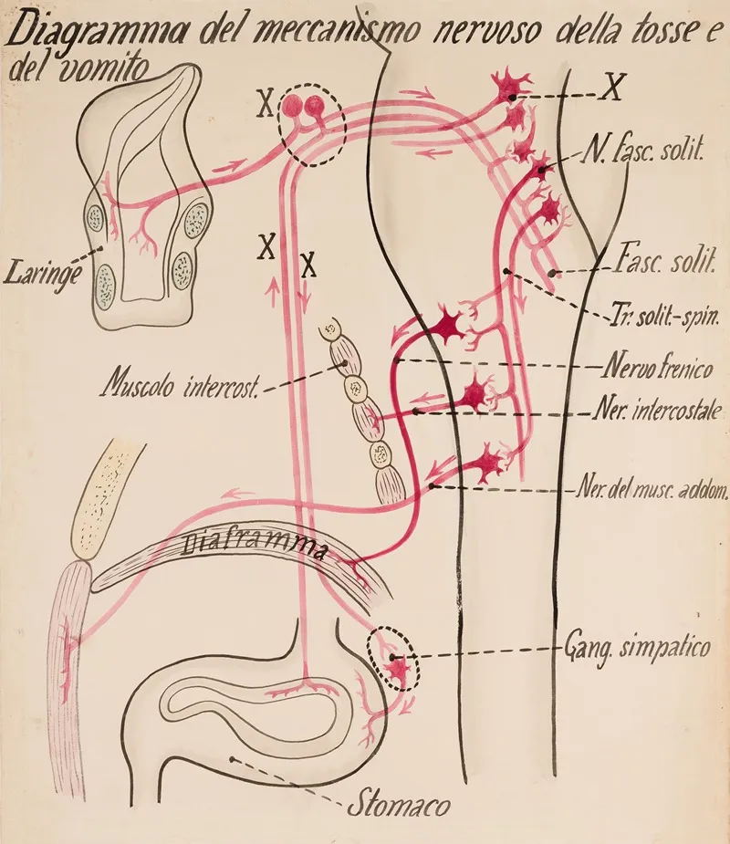 Diagram Of The Mechanism Of Cough And Vomiting