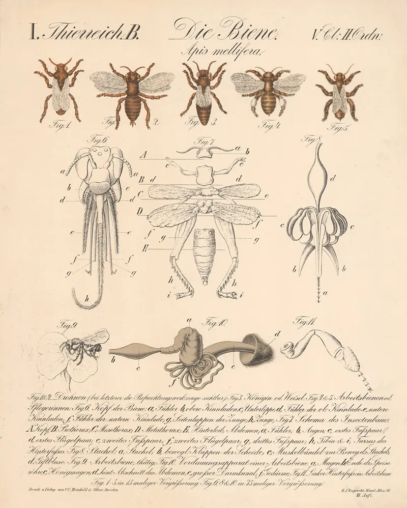 Die Biene Apis Mellifera
