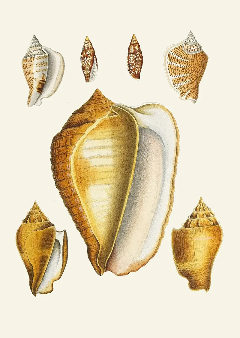 Die Flu?gelschnecken Strombea Pl 07