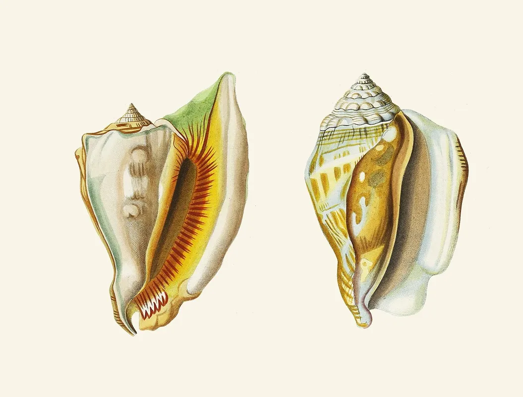 Die Flu?gelschnecken Strombea Pl 10