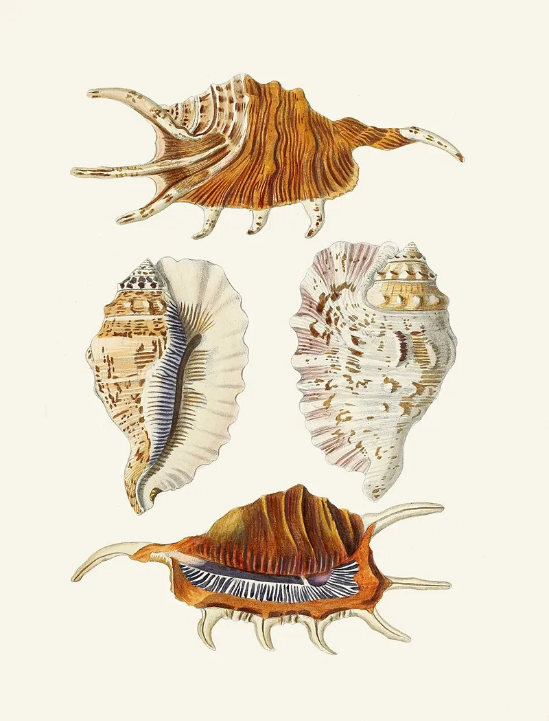 Die Flu?gelschnecken Strombea Pl 24