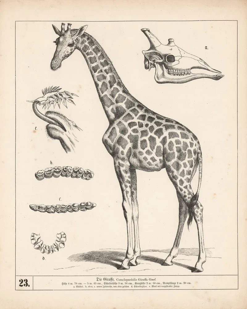 Die Giraffe 2