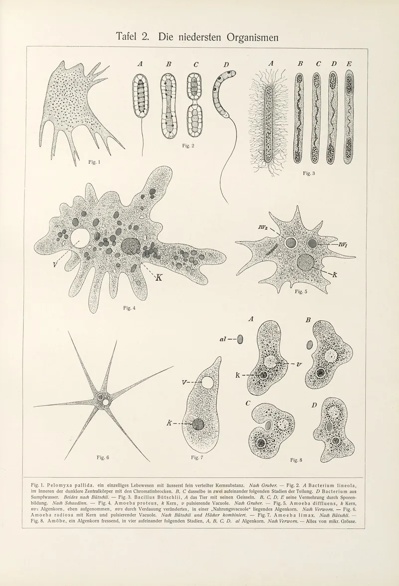 Die Niedersten Organismen