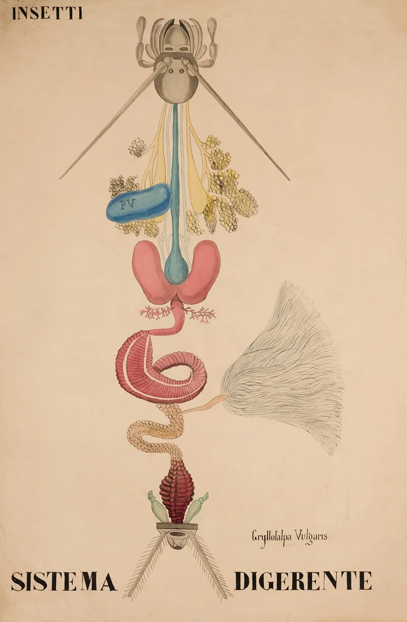Digestive System Of The European Mole Cricket Gryllotalpa Vulgaris Digestive System