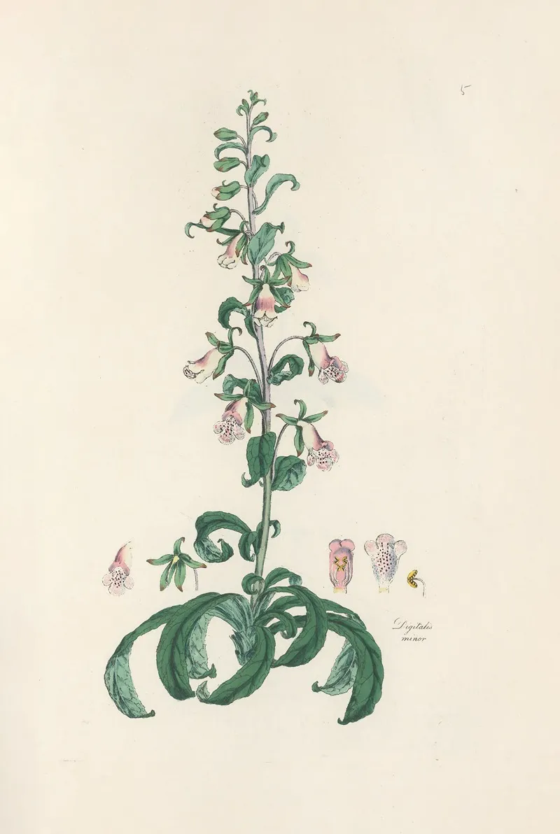 Digitalium Monographia Pl 05