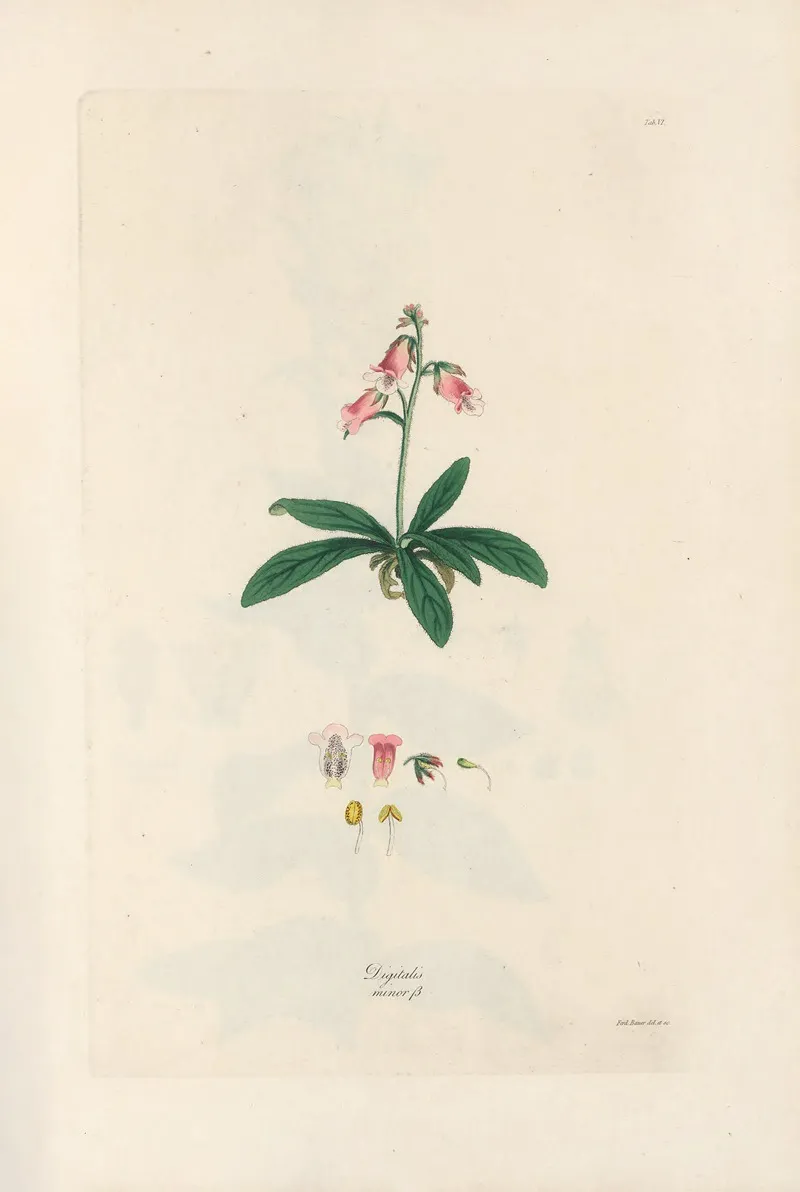 Digitalium Monographia Pl 06