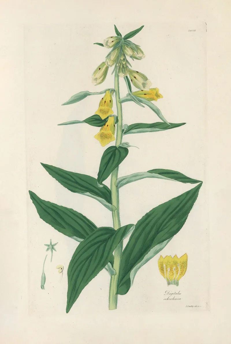 Digitalium Monographia Pl 08