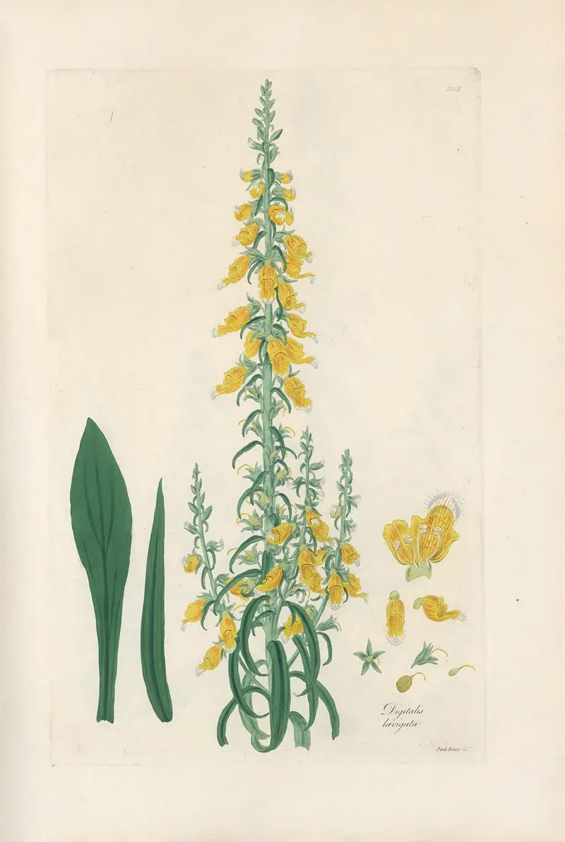 Digitalium Monographia Pl 10