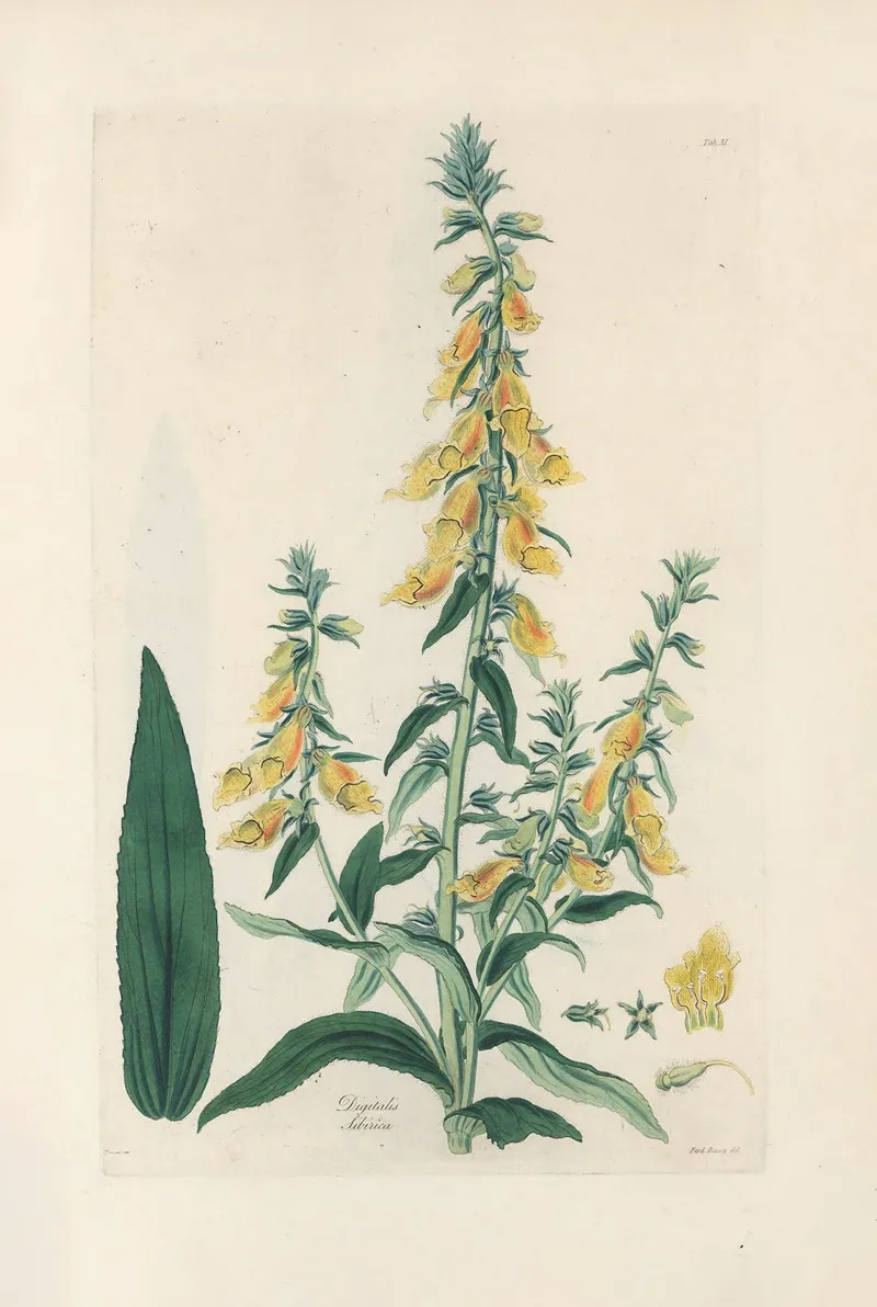 Digitalium Monographia Pl 11 by John Lindley - Canvas Print