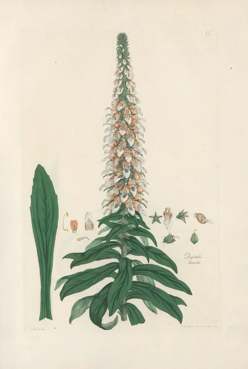 Digitalium Monographia Pl 15