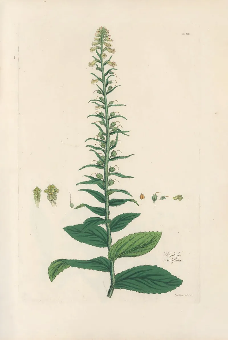 Digitalium Monographia Pl 18