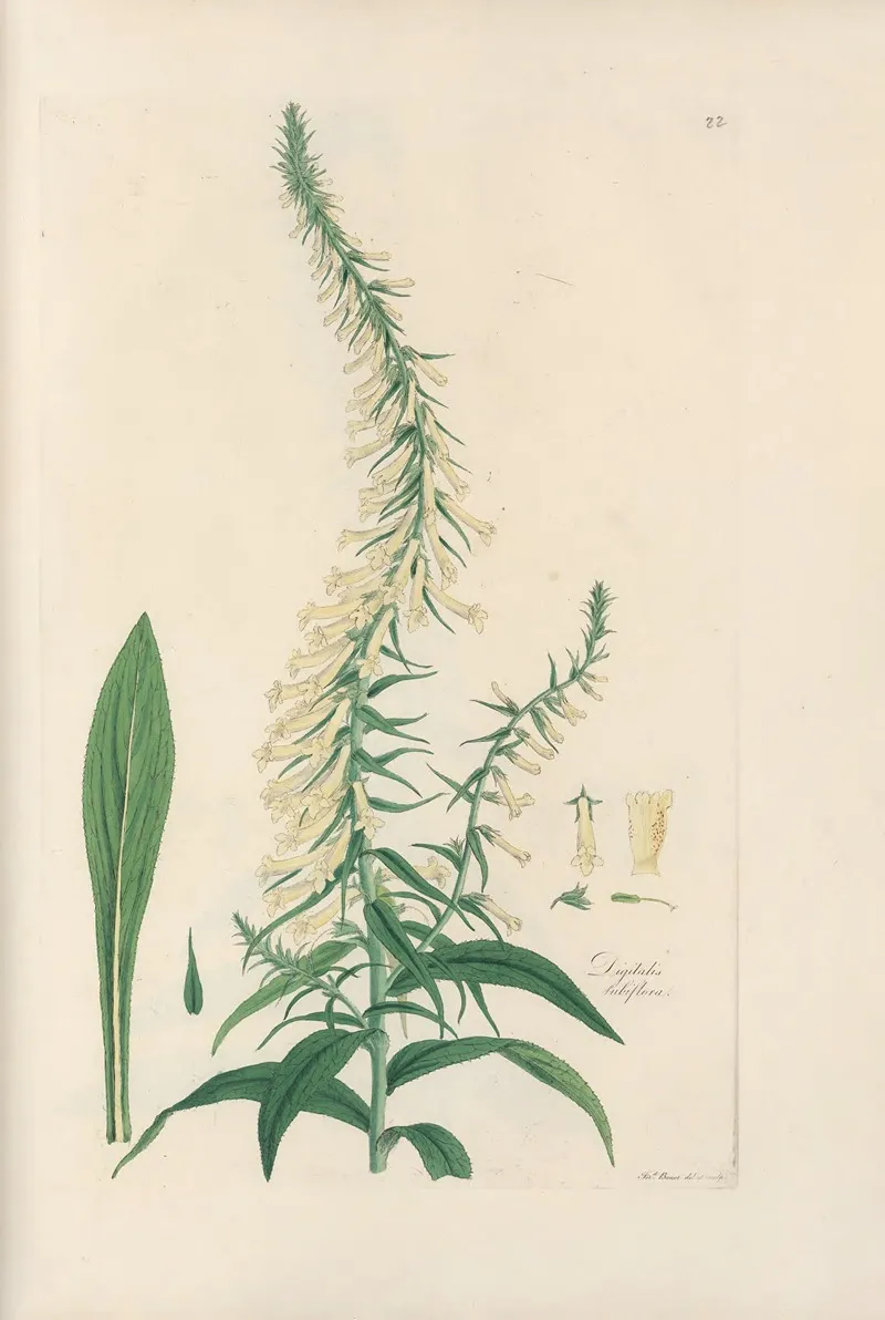 Digitalium Monographia Pl 22 by John Lindley - Canvas Print