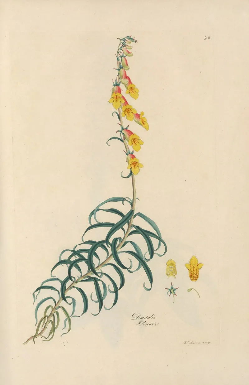 Digitalium Monographia Pl 26