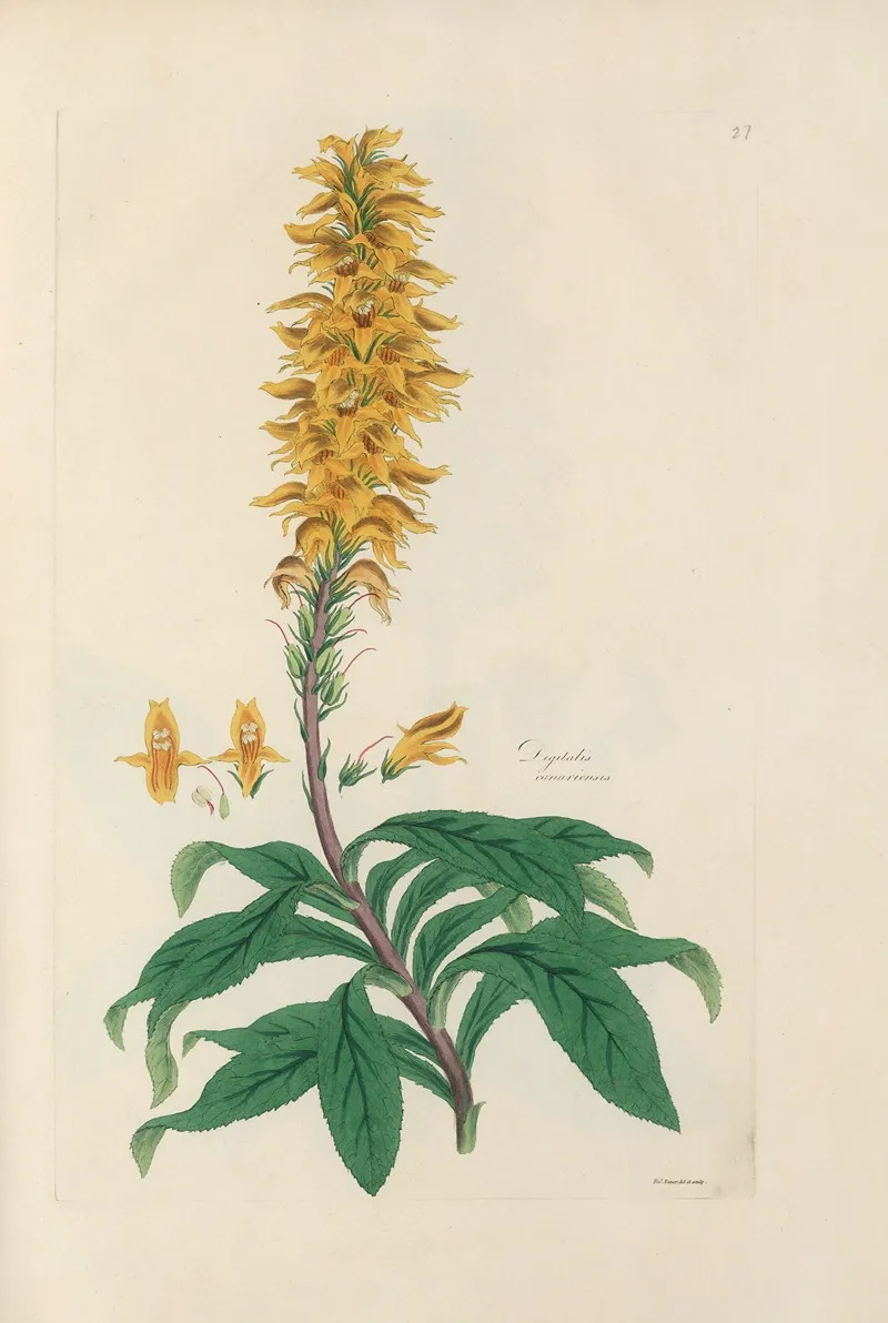 Digitalium Monographia Pl 27